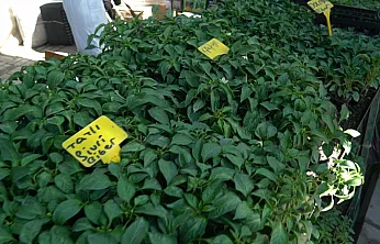 Malatya'da Fide Sezonu Açıldı! İşte En Çok Satılan Ürünler