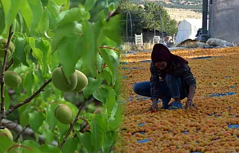 Malatya'da Gözler Hasat Sezonunda! İşçinin Günlük Yevmiyesi Ne Kadar?