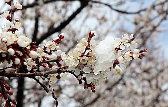 Malatya'da Kar Mesaisi! Üretici Don Riskine Karşı Teyakkuzda