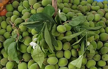 Malatya'da Kayısı Alarmı! Çağla Fiyatları Cep Yakıyor