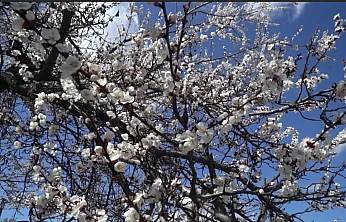 Malatya'da Kayısı Alarmı: Maliyetler Katlandı, Verim Düştü, Üretici Çaresiz