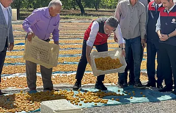 Tarım Bakanı Yumaklı Malatya'da Kayısı Hasadına Katıldı!