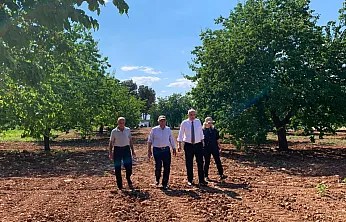 Malatya'da Kayısı Hasadı Sahada Değerlendirildi! Üreticilerin Talepleri Dinlendi