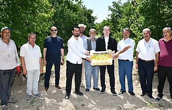 Malatya'da Kayısı Hasadı Sahaya Taşındı! Üreticiler Fiyat Ve Destek Beklentisini Dile Getirdi