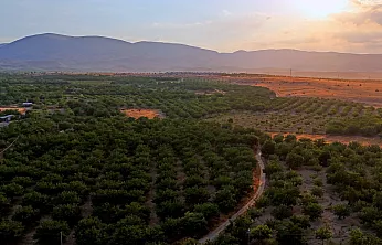 Malatya'da Kayısı Sadece Geçim Kaynağı Değil! Milyonlarca Ağaç Ekolojik Dengeyi Destekliyor