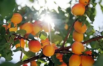 Malatya'da Kayısı Üreticisinin Merakla Beklediği Veriler İçin Geri Sayım Başladı!