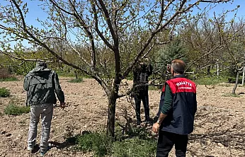 Malatya'da Kayısıyı Kokarcadan Koruyacak Tuzaklar Kuruldu!
