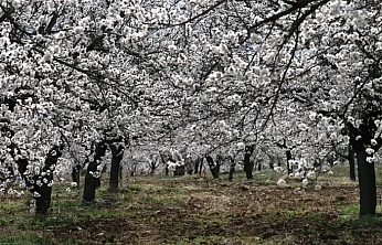 Malatya'da Kritik Hafta Sonu Uyarısı! Kayısı İçin Zirai Don Alarmı!