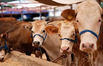 Malatya'da Kurbanlık Fiyatları ve Stok Durumu Netleşti