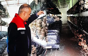 Malatya'da Mantar Üretiminde Denetim Sonucu Açıklandı!