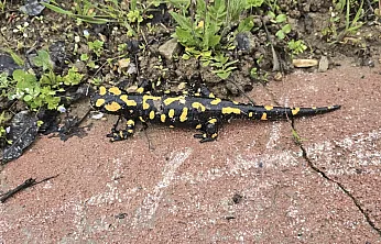 Malatya'da Nadir Görülüyor! Gündüzbey'de Ortaya Çıkan O Canlı Heyecan Yarattı!