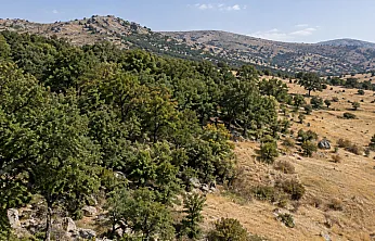 Malatya'da Orman Sınırları Değişti! 2 Bin 788 Metrekarelik Alan İçin Karar