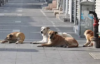 Malatya'da Sahipsiz Hayvan Çalışmaları Denetlenecek!