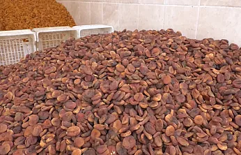 Malatya'da Sezonun İlk Fiyatları Üreticiyi Ve Tüccarı Nasıl Etkiledi?