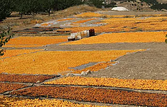 Malatya'da Sezonun Son Kayısıları Toplanıyor! Yüksek Rakım Dikkat Çekiyor