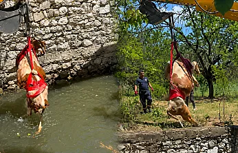 Malatya'da Sulama Havuzuna Düşen Gebe İnek 2 Saatte Kurtarıldı!