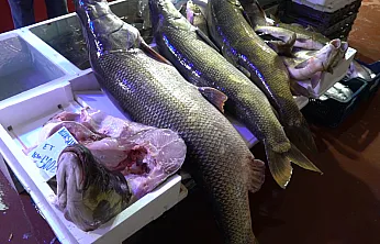 Malatya'da Tezgah Dar Geldi: 2 Metre 20 Santim Boyundaki Dev Balığı Görenler İnanamıyor