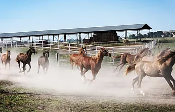 Malatya'da TİGEM Safkan Arap Tayı Satışları Başlıyor!