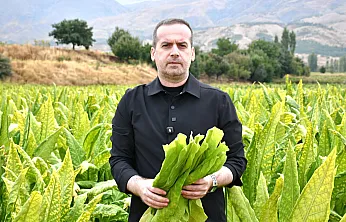 Malatya'da Tütün Üreticisi İsyanda! Fiyatlar Geriledi