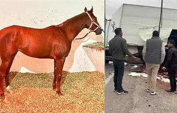 Malatya'da Yarış Atlarını Taşıyan Araç Devrildi! Heyfa Hayatını Kaybetti, Rotoractor Yaralı