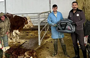 Malatya'da 'Yaşasın Buzağılar' Projesi Hayata Geçirildi!