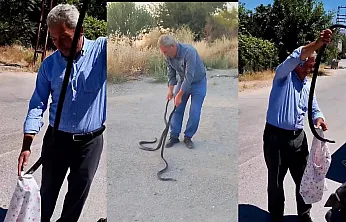 Malatya'da 'Yılan Savar Muhtar' Bu Kez İki Dev Kara Yılanını Yakaladı!