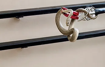 Malatya'da Yılanlar Apartman Boşluklarına Kadar Girdi