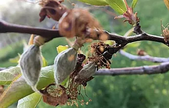 Malatya'da Zirai Dona Karşı 3 Kritik Yöntem!