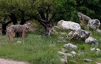 Malatya Darende'de Kurt Sürprizi! Yol Kenarında Görünüp Gözden Kayboldu