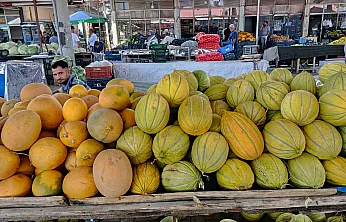 Malatya Darende'nin Meşhur Kavunu Tezgâhlarda Yerini Aldı!