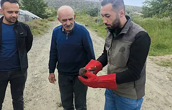 Malatya Doğanşehir'de Annesiz Kalan Yavru Sansar Koruma Altında!