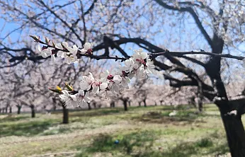 Malatya Doğanşehir'de Kayısı Çiçekleri Görsel Şölen Başlattı!