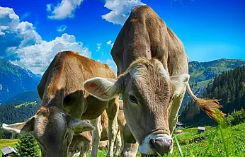 Malatya Hayvancılıkta Merkez Olma Yolunda! BESİ OSB'de Altyapı Tamam!