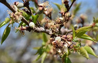 Malatya İçin Valilikten Zirai Don Uyarısı! Tarih ve Saat Verildi!