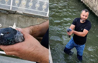 Malatya Kanalboyu'nda Umut Dolu Kurtarma! Yaralı Güvercin Hayata Tutundu