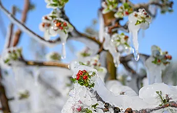 Malatya Kayısısına Meclis Kalkanı! Zirai Don Artık Kader Olmayacak
