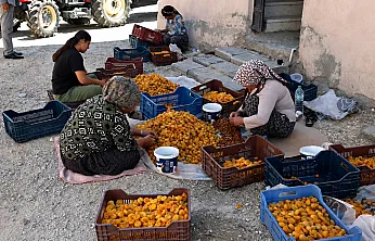 Malatya Kayısısında Fiyat Krizi! Üretici TMO'yu Göreve Davet Etti