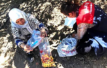 Malatya Kayısısında Kalıntı Denetimi! Mevzuata Aykırı Üretime Yaptırım Uygulandı