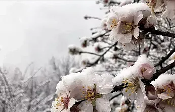 Malatya Kayısısı İçin Kış Donunda Yeni Dönem