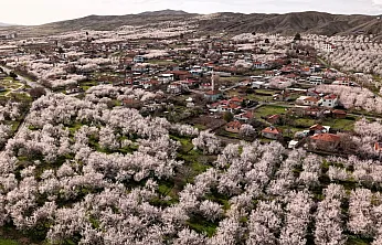 Malatya Kayısısında Kritik Süreç: Asıl Risk Yağışlar!