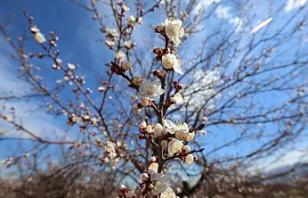Malatya Kayısısını Dona Karşı Devlet Koruyacak