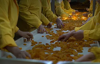 Malatya Kayısısını Rakiplerinden Ayıran Özellik Ne? Üretim Uzmanı Açıkladı