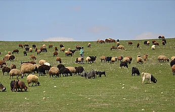 Malatya Kırsalında Bahar Mesaisi! Sürüler Uzun Süre Sonra Doğayla Buluştu