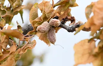 Malatya'nın 2025 Don Travması! Tam 1 Yıl Oldu