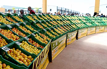 Malatya'nın Altın Meyvesi Yarıştı! En İyi Yaş Kayısı Üreticileri Açıklandı