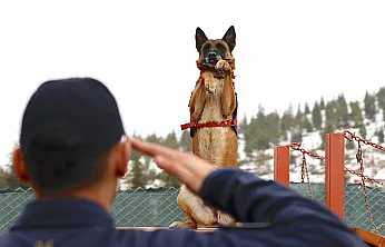 Malatya'nın Kahraman Köpeği Sima Sınır Tanımıyor!