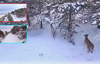 Malatya'nın Zirvelerinde Dağ Keçileri Görsel Şölen Sundu