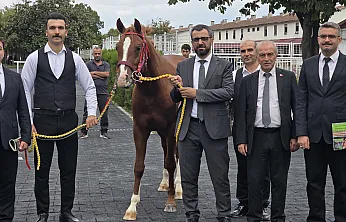 Malatya Sultansuyu'nun Elit Tayları Açık Artırmada Büyük İlgi Gördü!