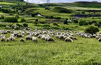 Malatya Yayla Sezonunu Açtı! Küçükbaş Yetiştiricileri Zorlu Sürece Hazırlanıyor