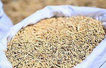 Malatya Yeşilyurt'ta 150 Dönümlük Arpa Hasadı Tamamlandı! Ürünler Üreticilere Dağıtılacak